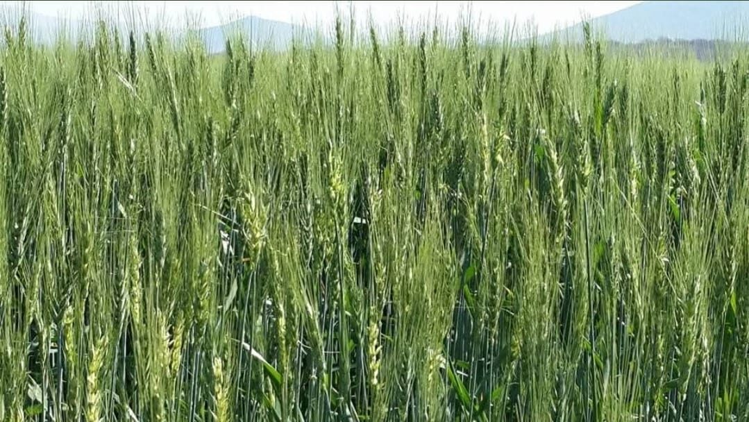 Harvest Time